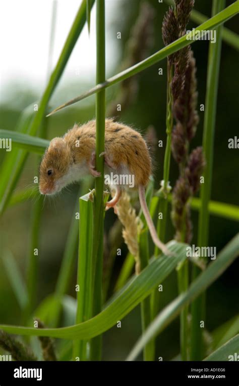 Harvest Mouse Micromys Minutus Climbing Grass Stem Stock Photo Alamy