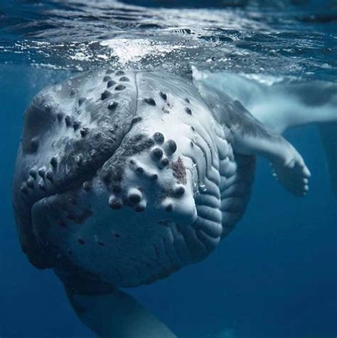 🐳🐳🐳 #whale #whales #underwater #ocean #nature #oceanlife #saveocean # ...