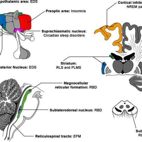 Of The Presumed Anatomical Structures Involved In Different Types Of