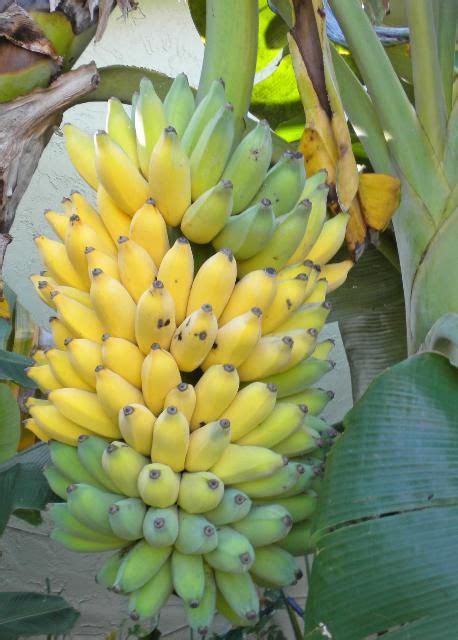 Hs Mg Banana Growing In The Florida Home Landscape