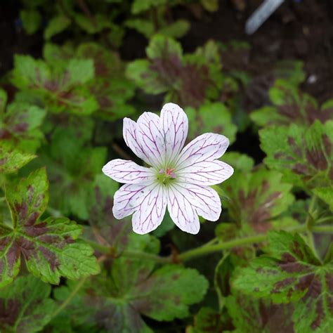 Geranium X Oxonianum Tess Oxford Cranesbill Tess In Gardentags