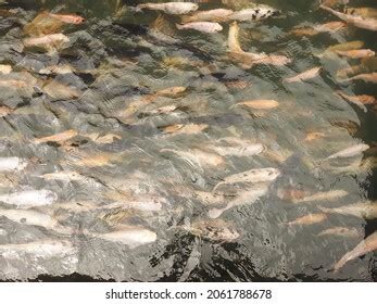 2,608 Oreochromis Images, Stock Photos & Vectors | Shutterstock