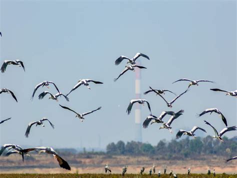 Rare migratory birds spotted at Bhitarkanika National Park in Odisha ...