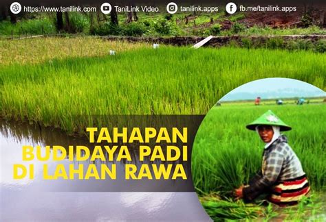 Tahapan Budidaya Padi Di Lahan Rawa