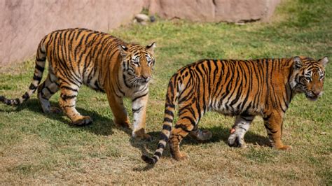 Un A Ito M S Celebra Los Aniversario Del Parque De Las Leyendas