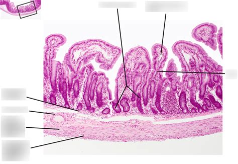 Digestive System Pal Histology Diagram Quizlet