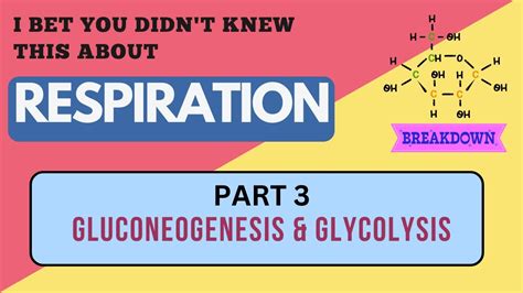 Gluconeogenesis And Glycolysis Class 10 Biology Life Processes