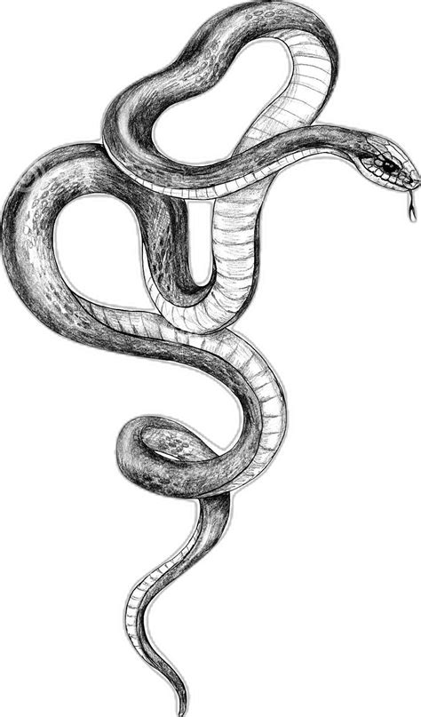 Hand Drawn Monochrome Snake Stock Illustration Illustration Of