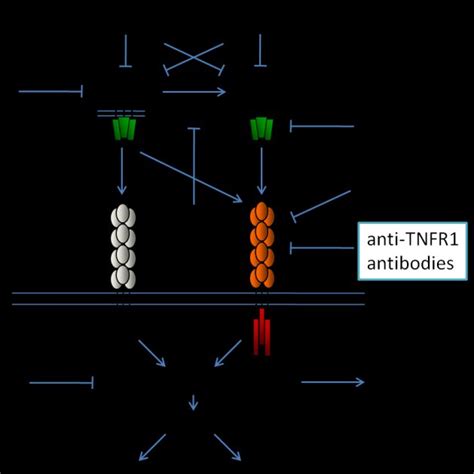 Schematic Presentation Of Tnf Action In Rheumatoid Arthritis Adapted Download Scientific