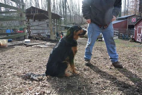 Training the Family Farm Dog - Timber Creek Farm