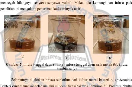 Perbandingan Aktivitas Antibakteri Infusa Kombinasi Daun Sirih Piper