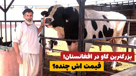 Cow Farms In Afghanistan گزارش ویژه از فارم گاو داری در هرات Youtube