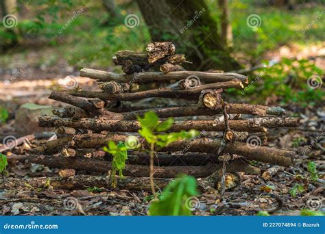 Pile Of Stacked Firewood In The Forest Stock Photo Image Of Ecology