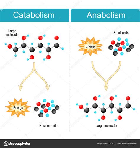 Diferença Entre Anabolismo Catabolismo Anabolismo Biossíntese Construir