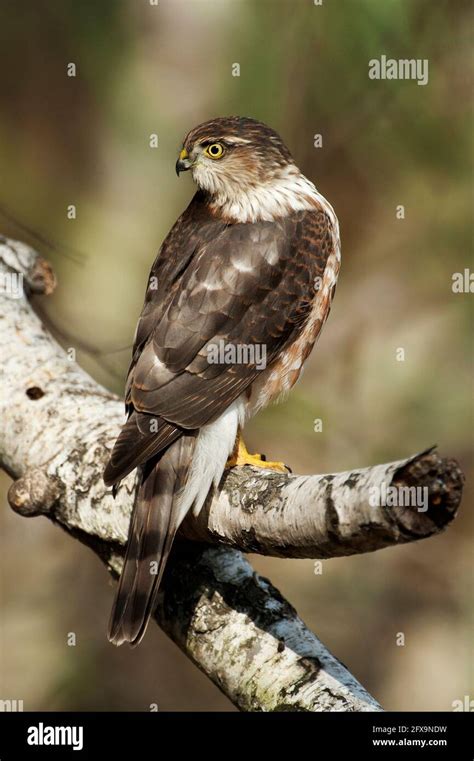 Juvenile sharp-shinned hawk Stock Photo - Alamy