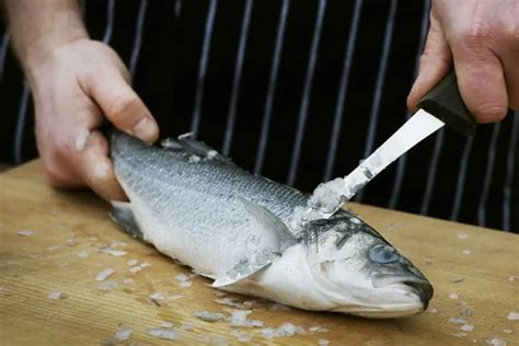 Cara Siang Ikan Dengan Mudah Untuk Semua Jenis Ikan Bidadari My