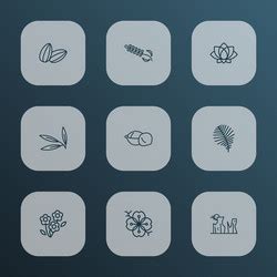 palm kernel vector images