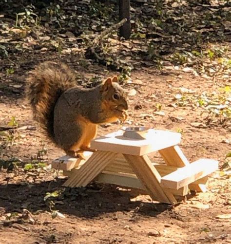 Handmade Squirrel Picnic Table Picnic Table For Squirrel Etsy