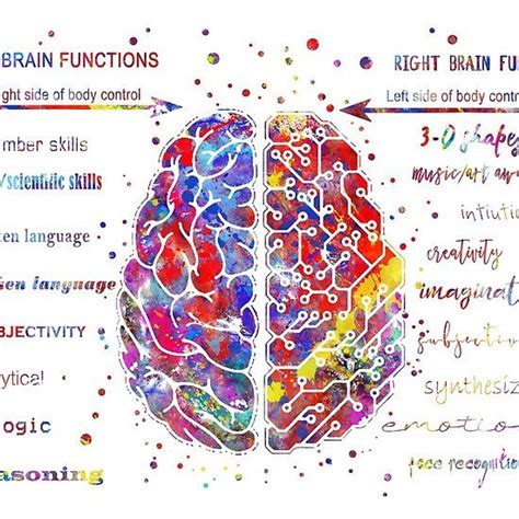 Left And Right Brain Function Right Brain Brain Function Brain Illustration