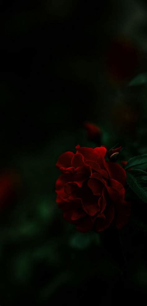 Dark Rose Wallpapers - 4k, HD Dark Rose Backgrounds on WallpaperBat