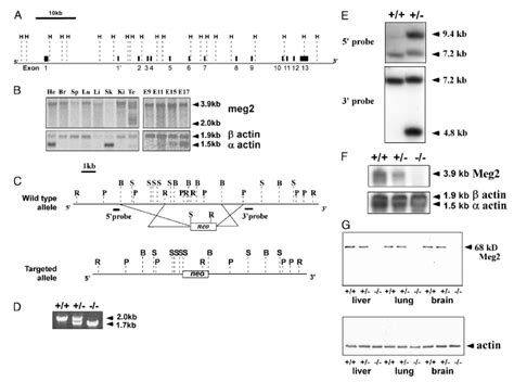 Ptpn9 Western Blot Gene Expression Assay Gxd