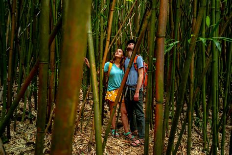 Bamboo Forest - More Than Just Parks | National Parks Guides