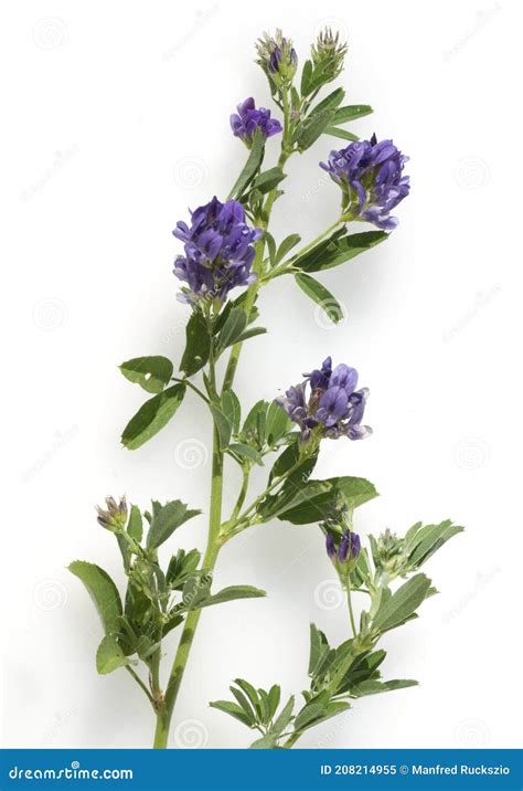 Alfalfa Medicago Sativa Stock Image Image Of Wild Wildflower