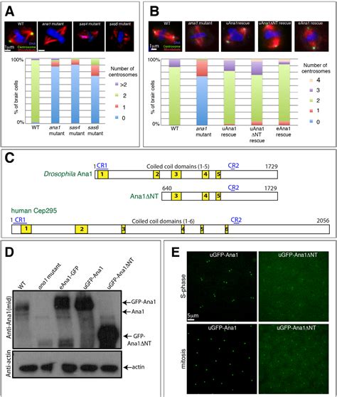 Positive Regulation Of Centriole Centriole Cohesion Semantic Scholar