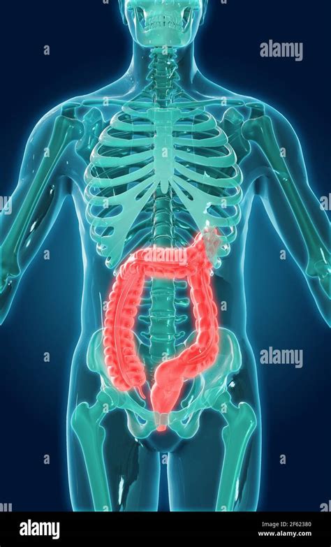 Large Intestine Illustration Stock Photo Alamy