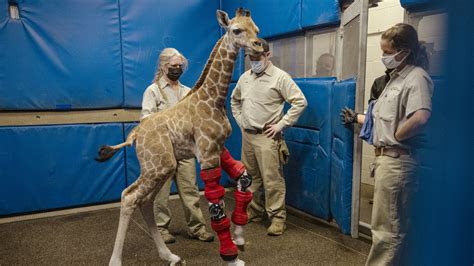 A Giraffe Gets Modified Leg Braces Designed For Humans Npr