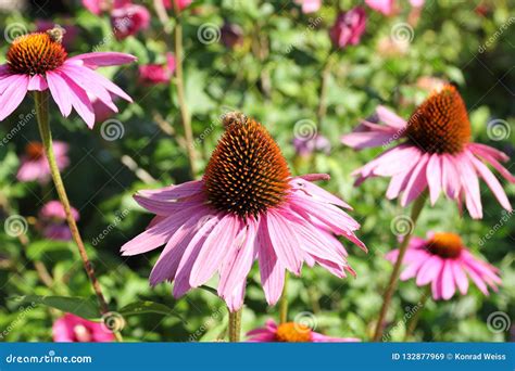 Close Up Of A Purple Hollyhock Alcea Rosea Stock Image Image Of