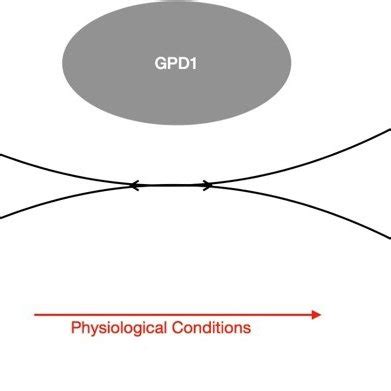 Illustrated By L Polchar Glycerol 3 Phosphate Dehydrogenase 1 GPD1