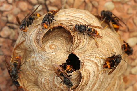 L invention d une canne pour détruire les nids de frelons asiatiques