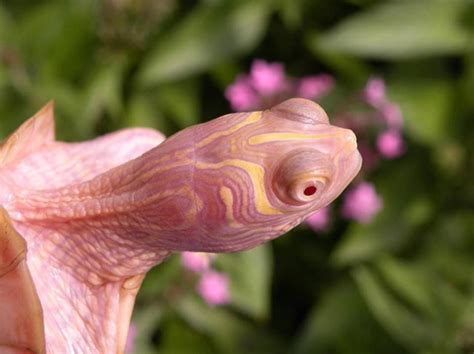 This Albino Turtle Is Absolutely Stunning Science And Nature