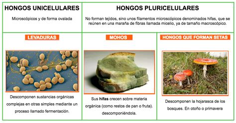 El Papel De Los Hongos En El Dia Mundial Del Medio Am
