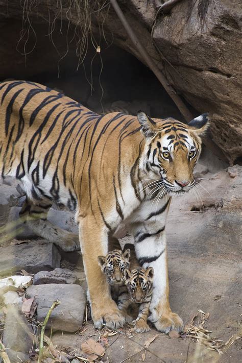 Bengal Tiger And Cubs Bandhavgarh Np Photograph by Suzi Eszterhas ...