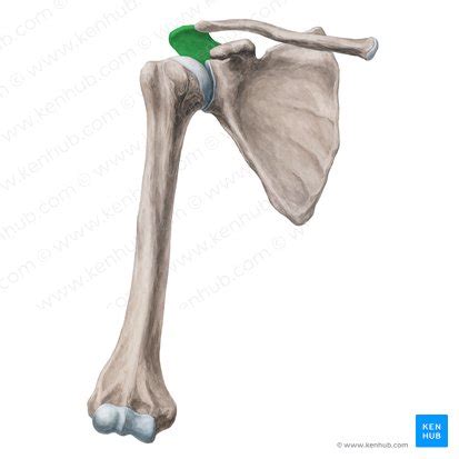 Articulaci N Acromioclavicular Aac Anatom A Funci N Kenhub