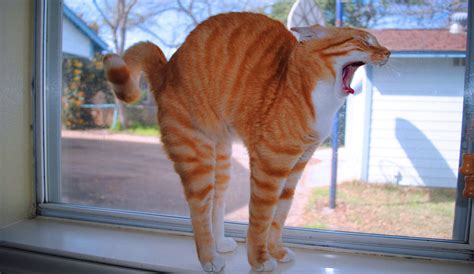 The Cat Broke Raww