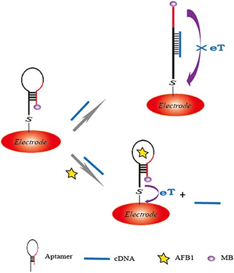 Frontiers Aptamer Based Biosensor For Detection Of Mycotoxins