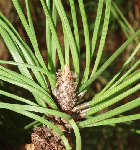 Pinus Pinea L