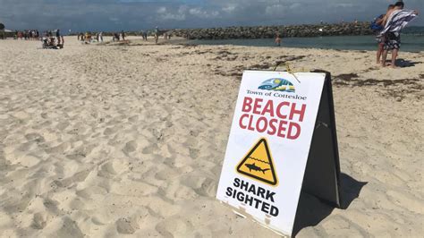 Cottesloe beach closed due to shark sighting, one month after Paul Millachip killed at nearby ...