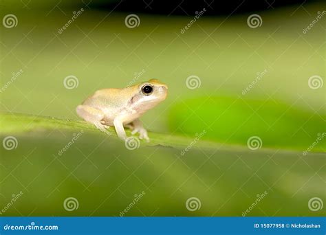 Baby Tree Frog Royalty Free Stock Photos - Image: 15077958