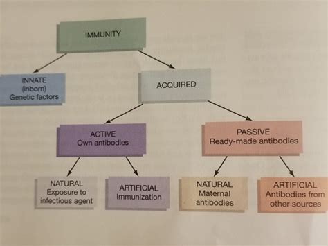 Chapter 17 Adaptive Immunity And Immuzation Flashcards Quizlet