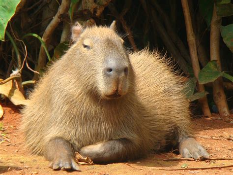 Mata Atlântica Fauna Apremavi