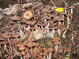 Panaeolus Cinctulus Wikiwand