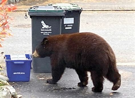 Black Bear Carcasses Found Near Campbell River Were Not Cubs Officers Victoria Times Colonist