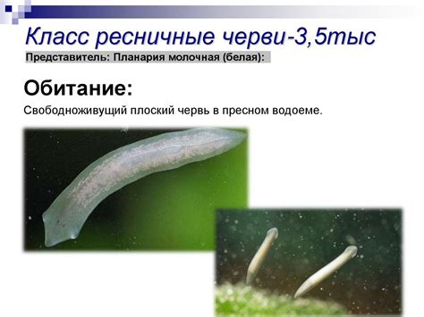 Плоские черви (8 класс) - презентация онлайн