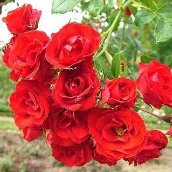 Скарлет Мейяндекор. Роза почвопокровная