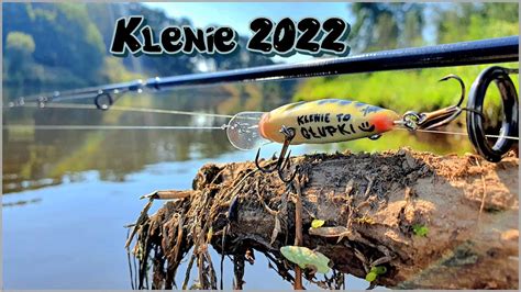 Klenie 2022 Kleń na woblera Bardzo niska woda YouTube