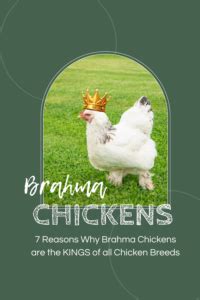 7 Reasons Why Brahmas Are The King Of All Chicken Breeds Sunny Simple